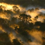 El Amazonas captura menos carbono porque los árboles acortan su vida