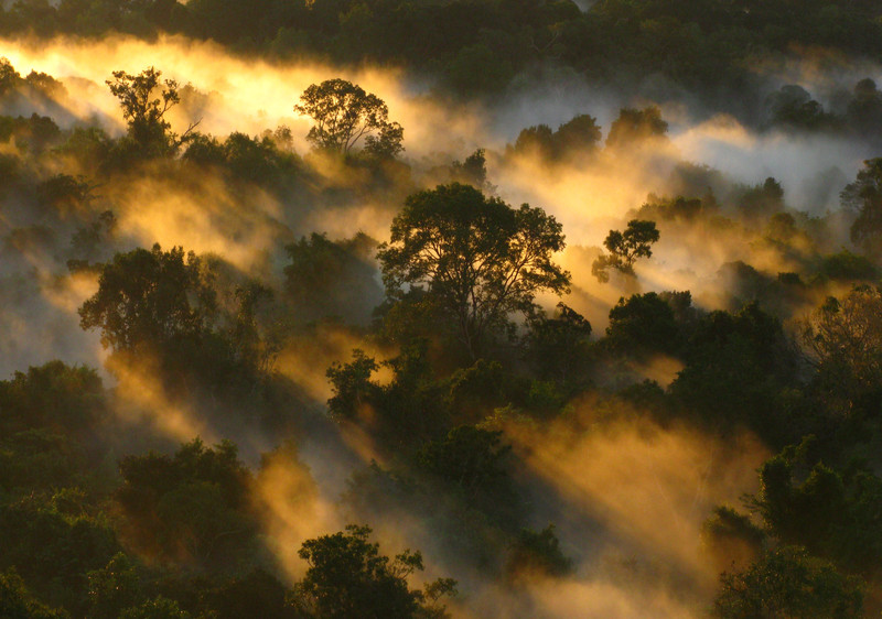 El Amazonas captura menos carbono porque los árboles acortan su vida