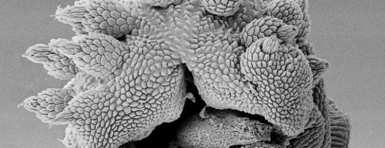 El gusano de terciopelo lanza baba a gran velocidad como una manguera de jardín