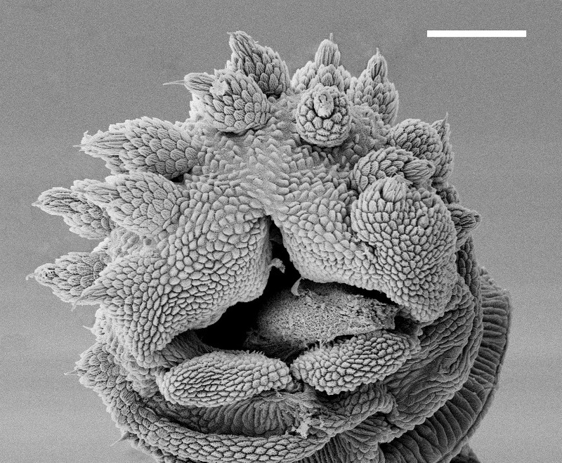 El gusano de terciopelo lanza baba a gran velocidad como una manguera de jardín