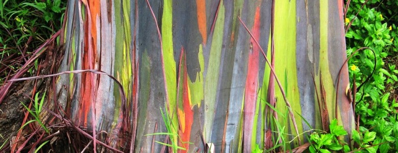 Eucalipto arcoiris