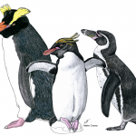 Descubren fósiles de una nueva especie de pingüino crestado, la más antigua conocida