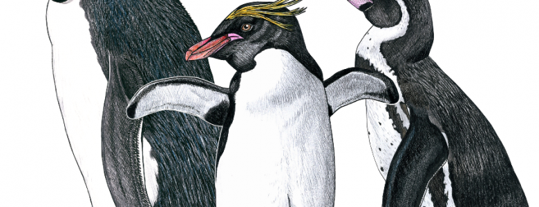 Descubren fósiles de una nueva especie de pingüino crestado, la más antigua conocida