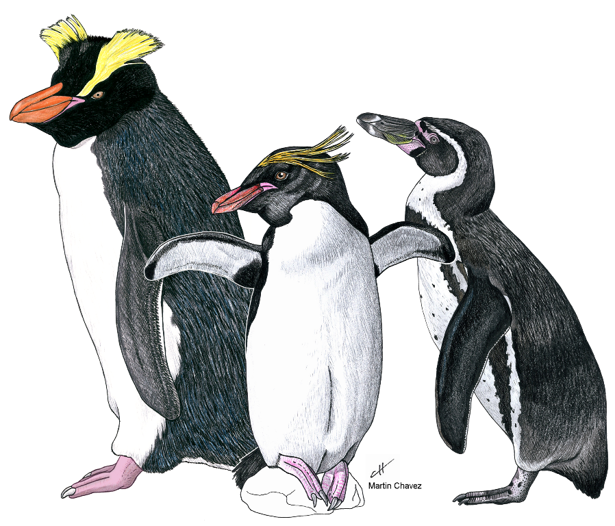 Descubren fósiles de una nueva especie de pingüino crestado, la más antigua conocida