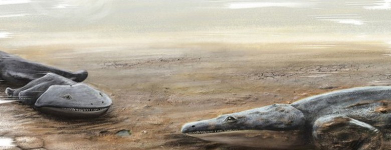 Hallados los fósiles de una especie de salamandra más grande que un humano