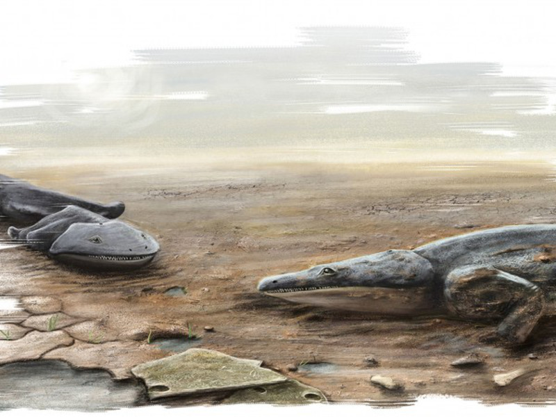 Hallados los fósiles de una especie de salamandra más grande que un humano