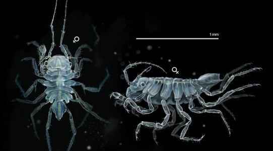 Hallan una nueva especie de crustáceo en Galicia