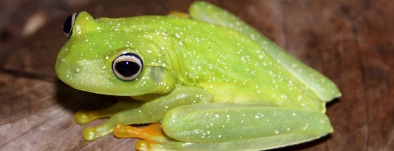 Un hongo letal para los batracios se propaga por el Bosque Atlántico Un hongo letal para los batracios se propaga por el Bosque Atlántico