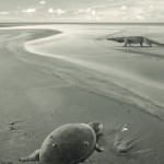 Las primeras tortugas marinas europeas se extinguieron por cambios en el nivel del mar