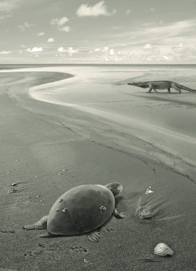Las primeras tortugas marinas europeas se extinguieron por cambios en el nivel del mar