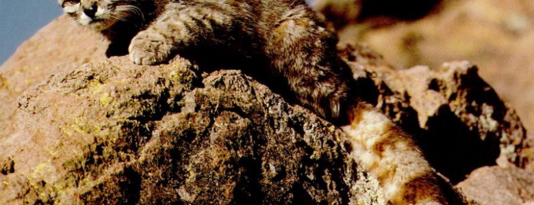 La pérdida de hábitat amenaza a los felinos del mundo