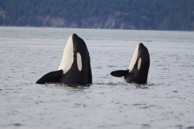 La sabiduría de las orcas menopáusicas ayuda a sobrevivir a las más jóvenes