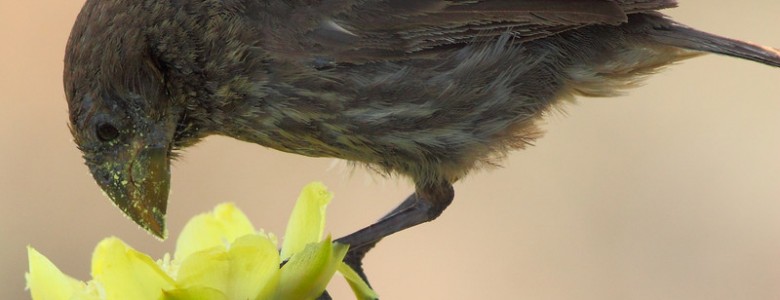 Las aves de Galápagos incluyen flores en su dieta debido a la escasez de alimentos