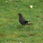 Las aves que viven en las urbes colonizan mejor nuevos hábitats