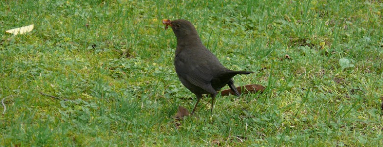 Las aves que viven en las urbes colonizan mejor nuevos hábitats