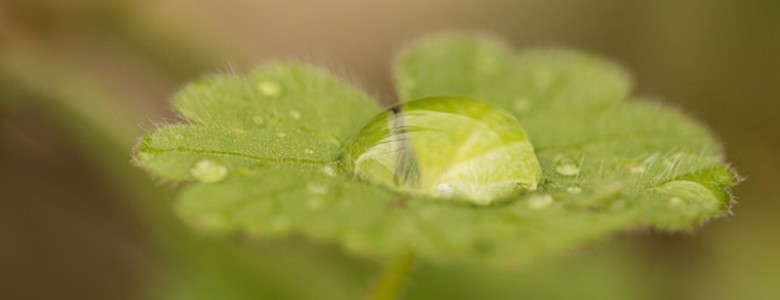 Las plantas optimizan el uso del agua según el ambiente en el que viven