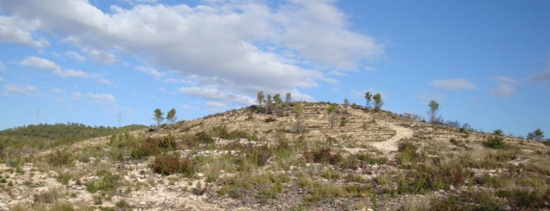Los ecosistemas más jóvenes son los más sensibles al cambio climático