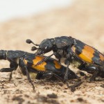 Los escarabajos que practican más sexo son más inseguros