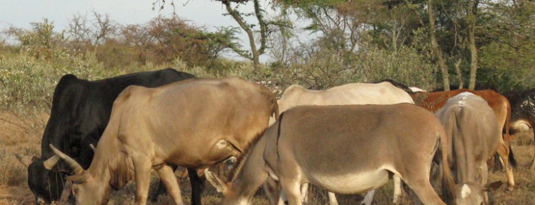 Los primeros pastores del norte de África llegaron hasta el sur del Lago Victoria