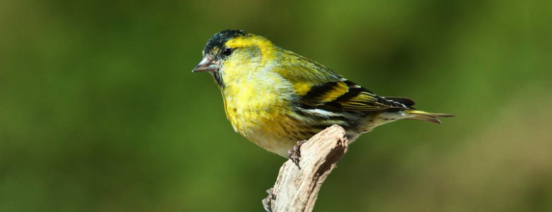Lúgano (Carduelis spinus)- Toni Borras