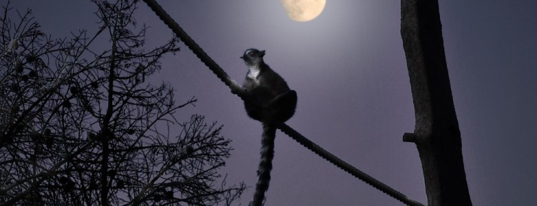 Animales diurnos, nocturnos y crepusculares: Sábados en la Ciencia