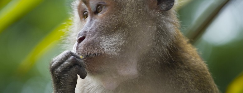 Macaco cangrejero
