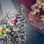 Nuevas estructuras celulares y formación de la trombosis