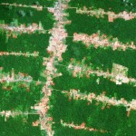 Nueve maneras de frenar la deforestación causada por las construcciones humanas