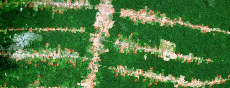 Nueve maneras de frenar la deforestación causada por las construcciones humanas