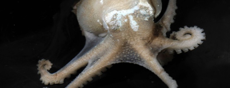 Pulpos antárticos de ‘sangre azul’ sobreviven a los cambios térmicos