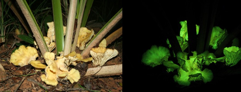 Resuelto el misterio de los hongos luminosos