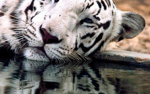 El tráfico de vida silvestre, tan lucrativo como el narcotráfico, la trata de personas o el trasiego de petróleo Un tigre blanco en el Santuario de Vida Silvestre Nandankan, en Bhubaneswar, India- ONU John Isaac