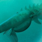 Un extraño crustáceo gigante de hace 480 millones de años