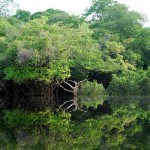 La importancia de la Amazonia en la regulación de la química atmosférica del mundo