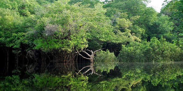 En los ecosistemas complejos, como las selvas amazónicas, coexisten muchas especies similares entre sí