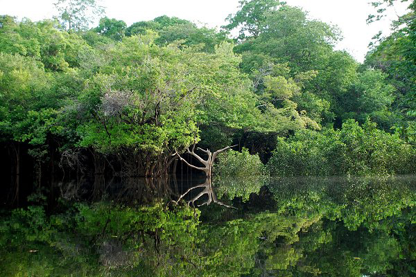 En los ecosistemas complejos, como las selvas amazónicas, coexisten muchas especies similares entre sí