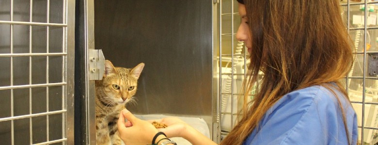 Nueva herramienta para medir el dolor postoperatorio de los gatos.