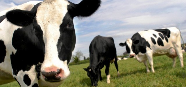 Vacas pastando