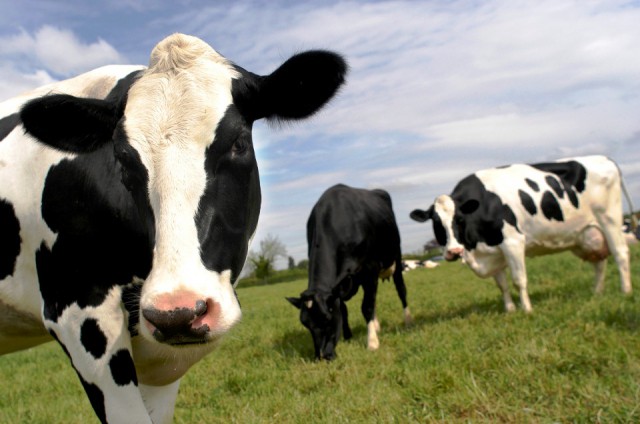 Lo que comen las vacas influye hasta en el cambio climático - Alef