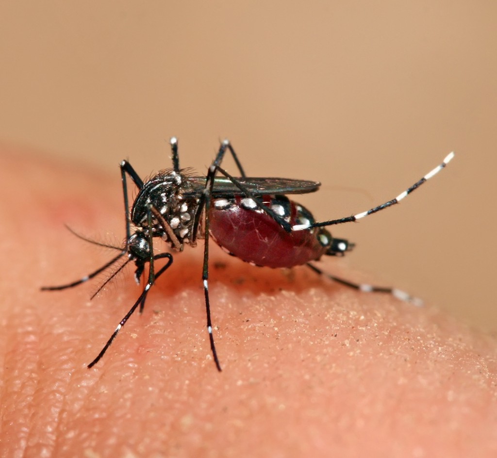 El virus dengue mejora su información genética cuando pasa del mosquito al humano