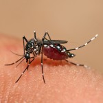 El virus dengue mejora su información genética cuando pasa del mosquito al humano