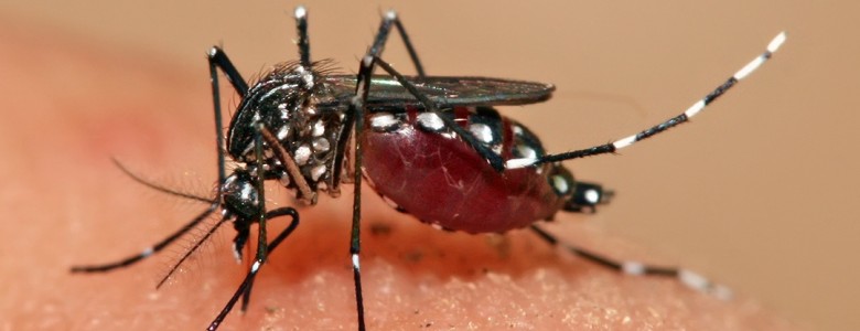 El virus dengue mejora su información genética cuando pasa del mosquito al humano