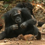 Analizan cómo usan los chimpancés de Guinea las herramientas líticas