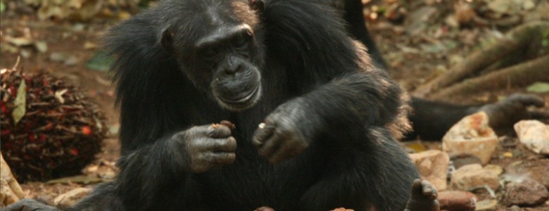 Analizan cómo usan los chimpancés de Guinea las herramientas líticas