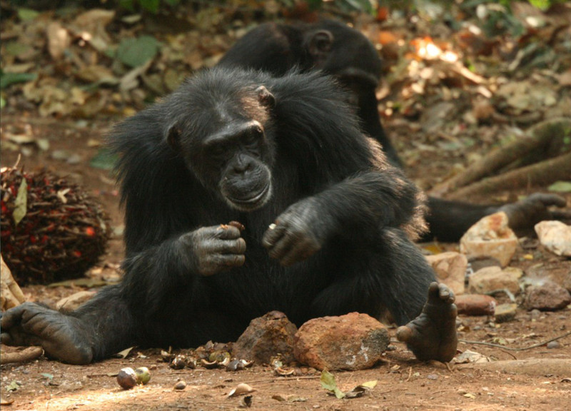 Analizan cómo usan los chimpancés de Guinea las herramientas líticas