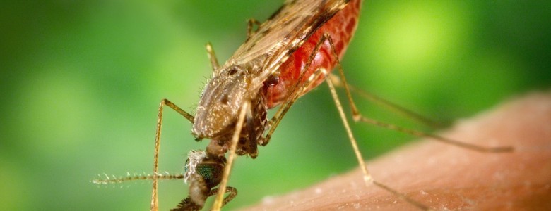 Anopheles albimanus mosquito, factor de malaria hunana- Wikipedia