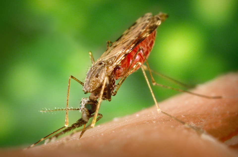 Anopheles albimanus mosquito, factor de malaria hunana- Wikipedia
