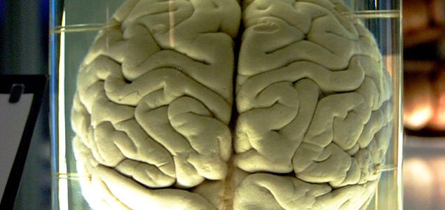 ¿Cómo se comunican las neuronas para resolver una tarea cognitiva?