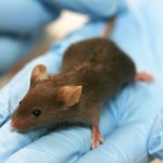 Crean una vacuna a medida contra tres tipos de cáncer en ratones