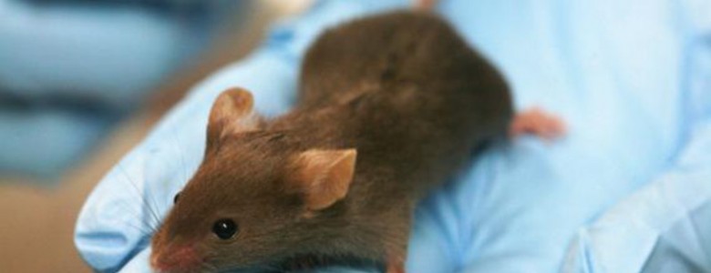 Ratón de laboratorio. / Wikipedia